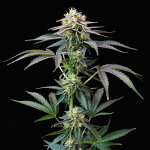Blueberry Muffin CBD Semillas: Compra Variedad Coleccionista