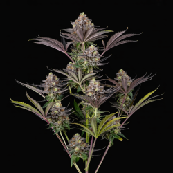 Critical OG Fast Version