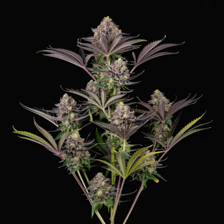 Critical OG Semillas De Cannabis | Compra Al Mejor Precio Ya