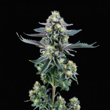 Magnum Autofloreciente Semillas Marihuana | Compra Ya