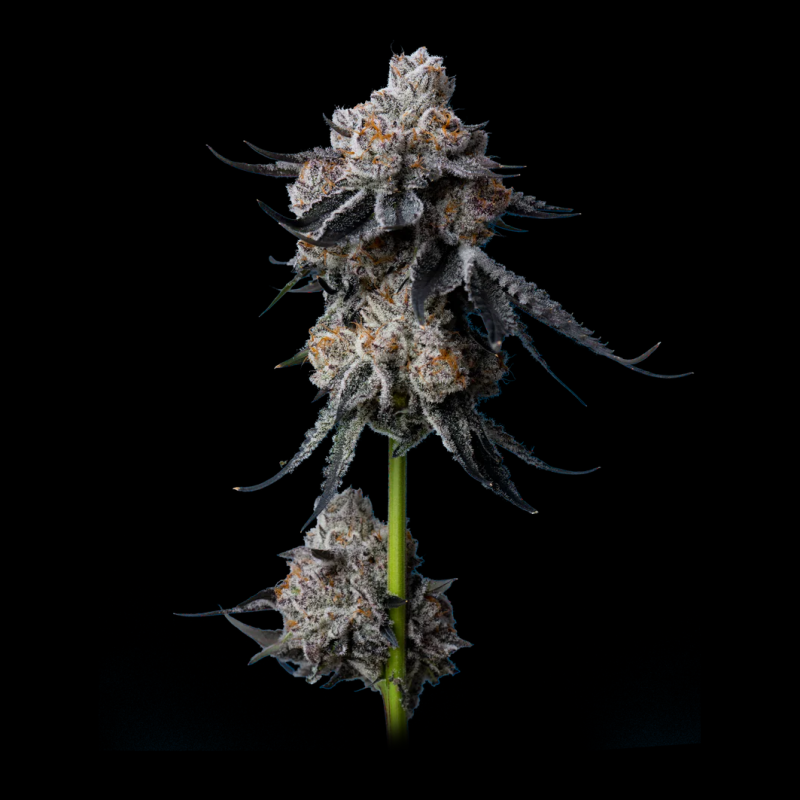 Gorilla Glue 4 Semillas De Marihuana | Compra Al Mejor Precio Ya!!