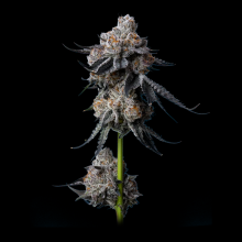 Gorilla Glue 4 Semillas De Marihuana | Compra Al Mejor Precio Ya!!