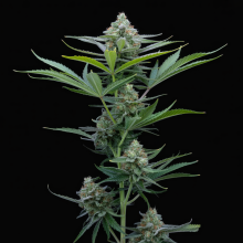 True OG Semi Di Cannabis | Acquista Ora al Miglior Prezzo