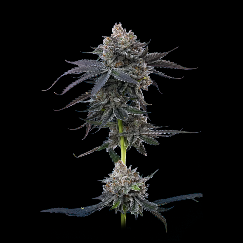 Tropicana Ciliegia Semi di Cannabis | Acquista subito ora!