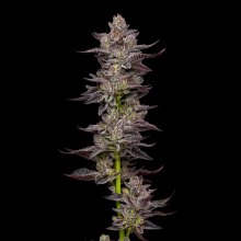 Oreoz Semillas De Cannabis | Compra Ahora Al Mejor Precio Ya