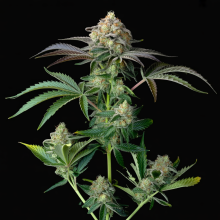 Marcatore Permanente Semi di Cannabis | Compra Subito Oggi!