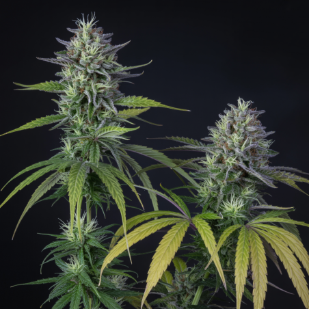 Amnesia Semillas De Cannabis | Compra Al Mejor Precio Ya Hoy