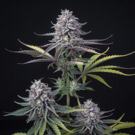 Log Cabin Semillas De Marihuana | Compra Al Mejor Precio Hoy