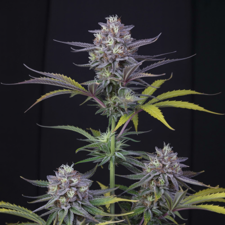 White Runtz Semillas De Marihuana | Compra A Mejor Precio Ya