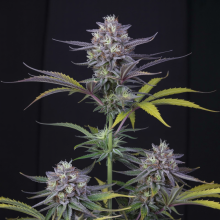 Blanc Runtz Graines De Marijuana | Achetez Au Meilleur Prix Dès Maintenant