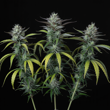 Platinum OG