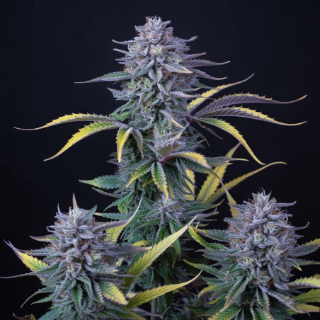 MK Ultra Semillas De Marihuana | Compra Al Mejor Precio Ya!!