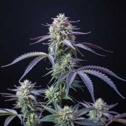 WHITEWIDOW