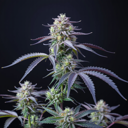 White Widow Semillas De Marihuana | Compra Al Mejor Precio Ya!!