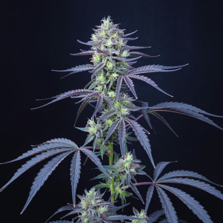 Blueberry Semillas De Marihuana | Compra Al Mejor Precio Ya!!