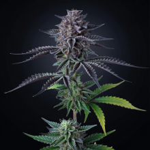 RS11 Semillas De Cannabis | Compra Ahora Al Mejor Precio Ya!