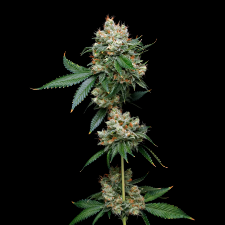 Watermelon Zkittlez