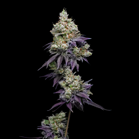 Grape Gas Semillas De Marihuana | Compra Al Mejor Precio Ya!!