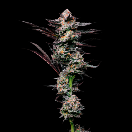 Gelato 33 Semillas De Marihuana | Compra Al Mejor Precio Ya!!