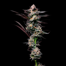 Gelato 33 Semillas De Marihuana | Compra Al Mejor Precio Ya!!