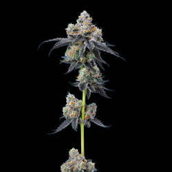 Compra Gelato 45 | Sabor Cremoso al Mejor Precio Online hoy