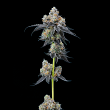 Compra Gelato 45 | Sabor Cremoso al Mejor Precio Online hoy