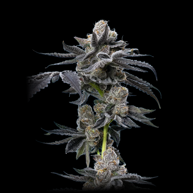 Do-Si-Dos Semillas De Marihuana | Compra Al Mejor Precio Ya!!