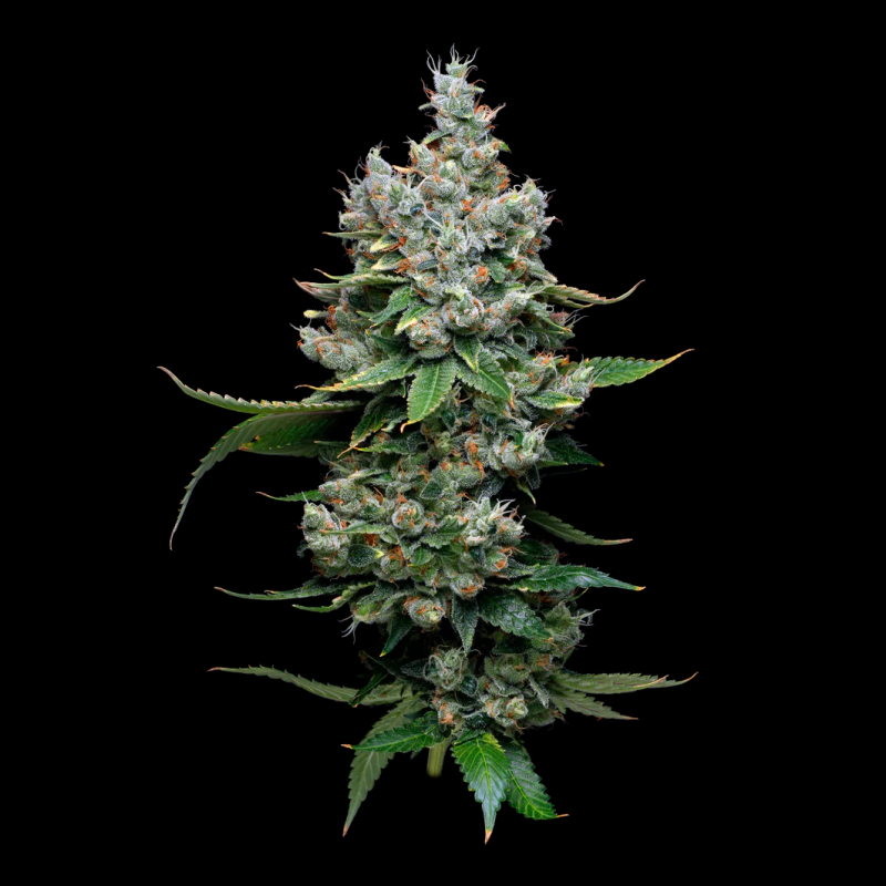 Criminal Semi Di Cannabis | Acquista Subito al Miglior Prezzo!!