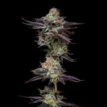 MAC 1 Graines de Marijuana | Achetez au Meilleur Prix Dès Maintenant!!