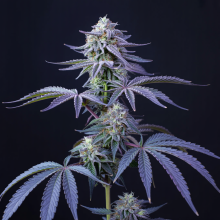 Forbidden Fruit Semillas De Cannabis |Compra Al Mejor Precio