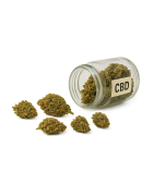 FLORES CBD