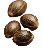 SEMILLAS DE MARIHUANA