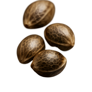 SEMILLAS DE MARIHUANA