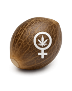 SEMILLAS FEMINIZADAS